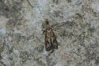 Aplota palpella