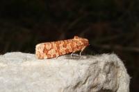 Lozotaeniodes formosana