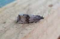 Celypha striana