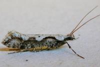 Rhigognostis annulatella