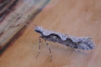 Rhigognostis annulatella