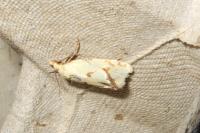Agapeta hamana