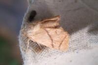 Apoda limacodes