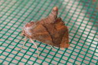 Apoda limacodes