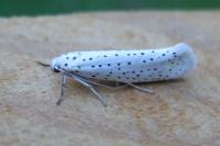 Yponomeuta evonymella