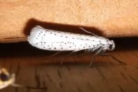 Yponomeuta evonymella