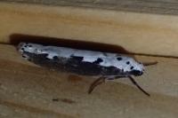 Ethmia bipunctella