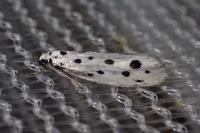 Ethmia dodecea