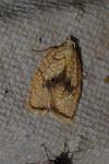 Acleris forsskaleana