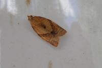 Clepsis consimilana