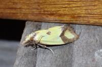 Agapeta zoegana
