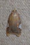 Acleris holmiana