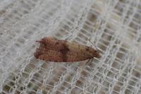 Celypha striana