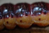 Cossus cossus