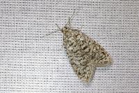 Semioscopis strigulana