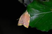 Carcina quercana