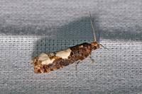 Epinotia trigonella