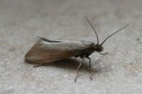 Glyphipterix fuscoviridella