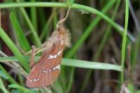 Phymatopus hecta