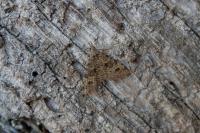 Alucita hexadactyla