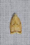 Acleris forsskaleana