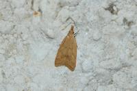 Acompsia schmidtiellus