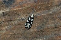 Pseudotelphusa tessella
