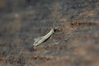 Ancylis apicella