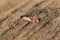 Diceratura ostrinana