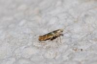 Argyresthia goedartella