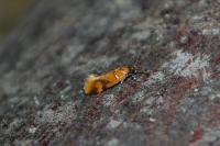 Promalactis procerella