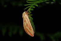 Hepialus humuli