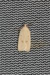Agonopterix kaekeritziana