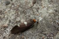Incurvaria masculella