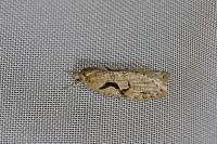 Semioscopis steinkellneriana