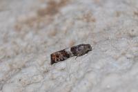 Epinotia rubiginosana