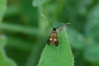 Cauchas fibulella