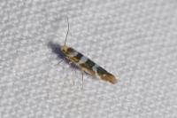 Argyresthia goedartella