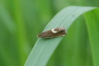 Grapholita lunulana