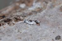 Ancylis laetana