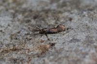 Esperia sulphurella