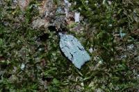 Acleris literana