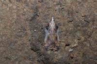 Acleris cristana