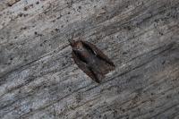 Acleris umbrana