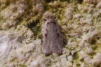 Agonopterix ocellana