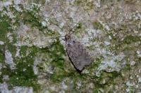 Agonopterix heracliana