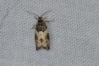 Gypsonoma sociana