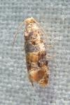 Lobesia reliquana