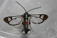 Synanthedon formicaeformis