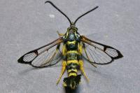 Synanthedon vespiformis